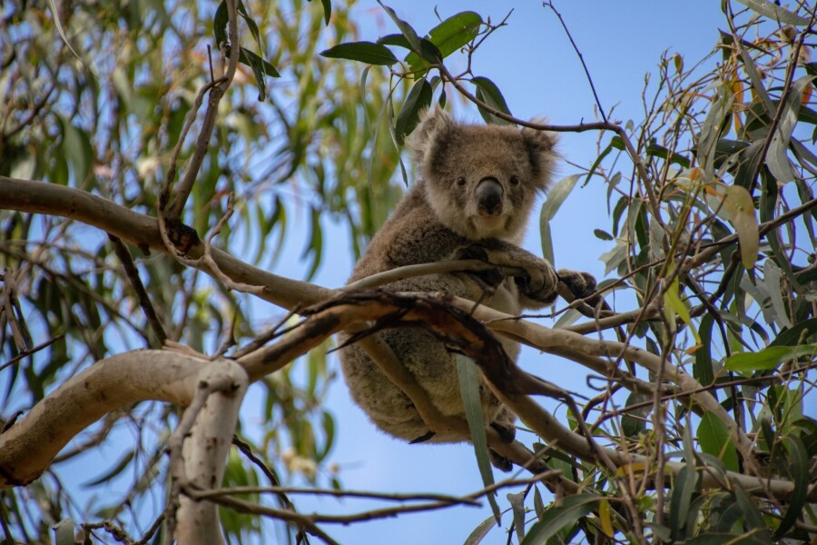 Australia can be expensive, but can be done on a budget if you know how! Imoova campervan relocations are just 1 of the ways you can be budget friendly in Oz.